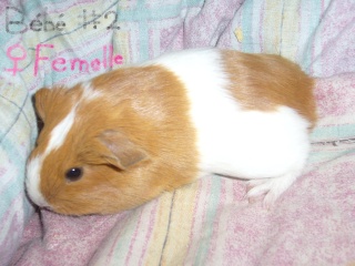 Je Vend 2 Bebes Cochon Dinde Pur Race Race Sheltie Je Vend 2 Bebes Cochon Dinde Pur Race Race Sheltie