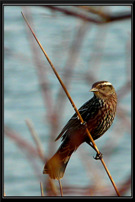 mes premiers piafs Oiseau15