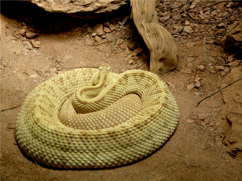 Zoo de San Diego, les reptiles P1000617