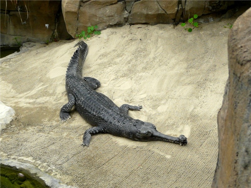 Zoo de San Diego, les reptiles P1000711