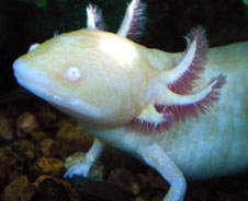 axolotl-amphibiens Axolot10