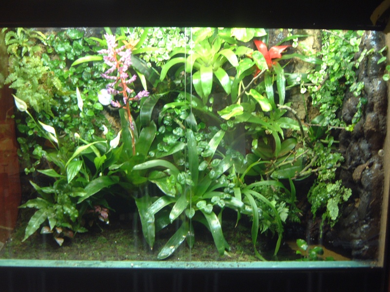 Plante Terrarium  Choix Des Plantes De Terrarium Selon Le
