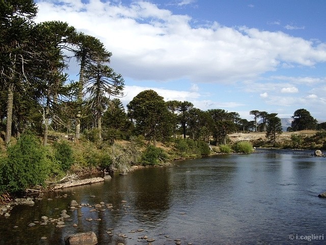 fotos de paisajes y flores 12000010