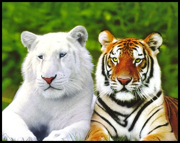TODA CLASE DE ANIMALES , FOTOS QUE NOS GUSTAN - Pgina 4 Tigres14