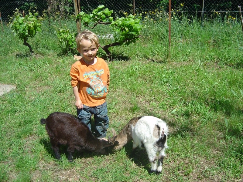 Le bonheur est dans le pré Dsc05716