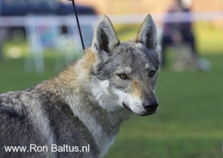 CHIEN LOUP TCHECOSLOVAQUE