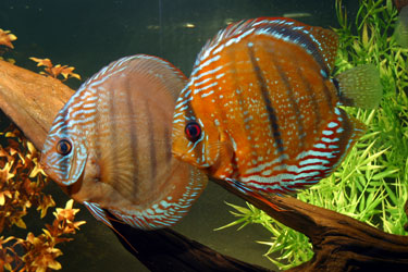 le discus Brownd10