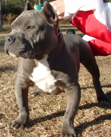 pitt bull/amstaf Chuck_10