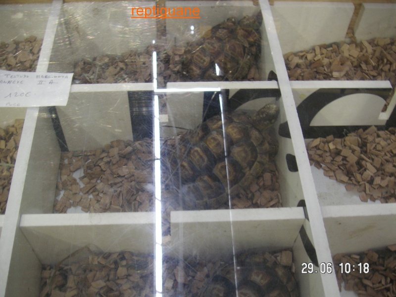 bourse aux reptiles d'henin beaumont Photo_69