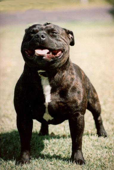 STAFFORDSHIRE BULL-TERRIER (STAFFIE) Staffo10