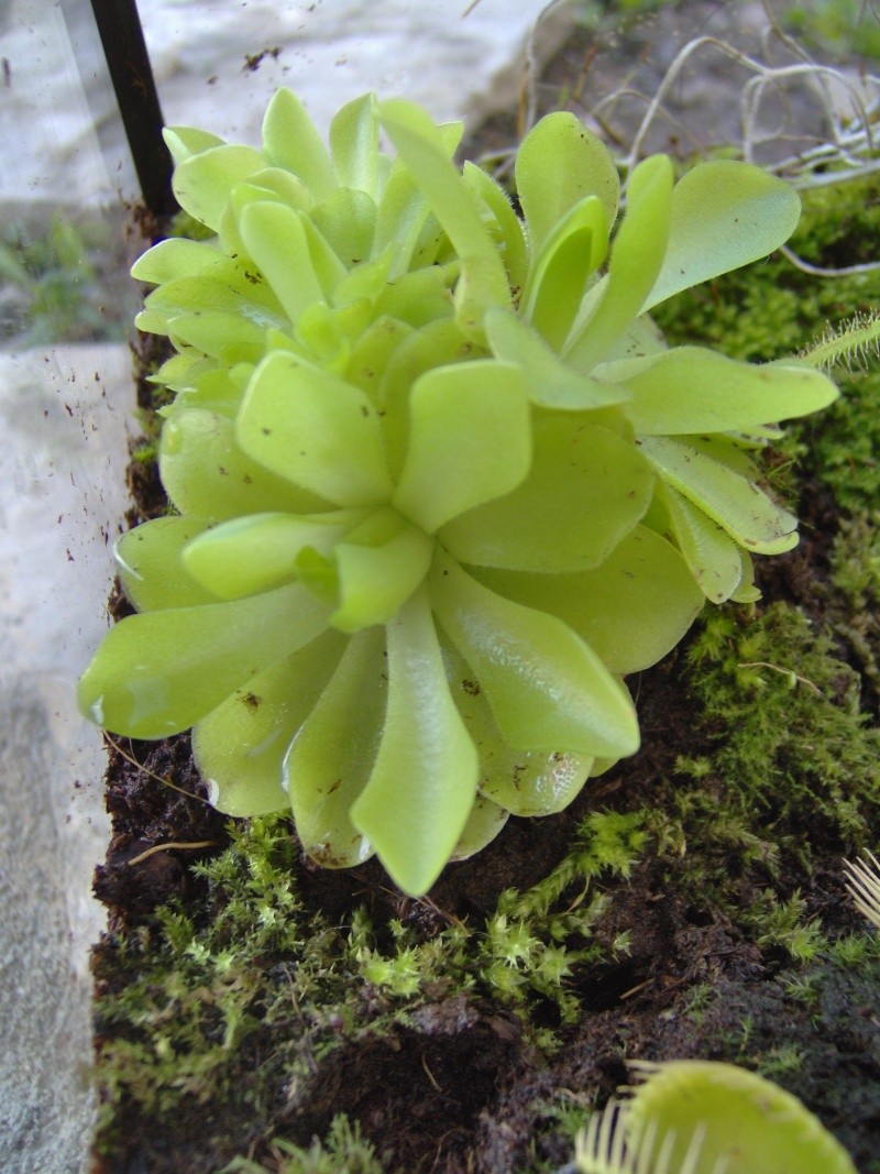 Détermination 1 dionée, 2 sarracenia, 1 pinguicula Hpim0110