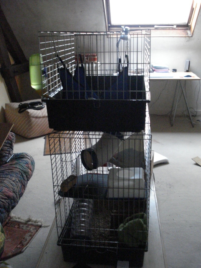 ma nouvelle cage!!! Dsc02510