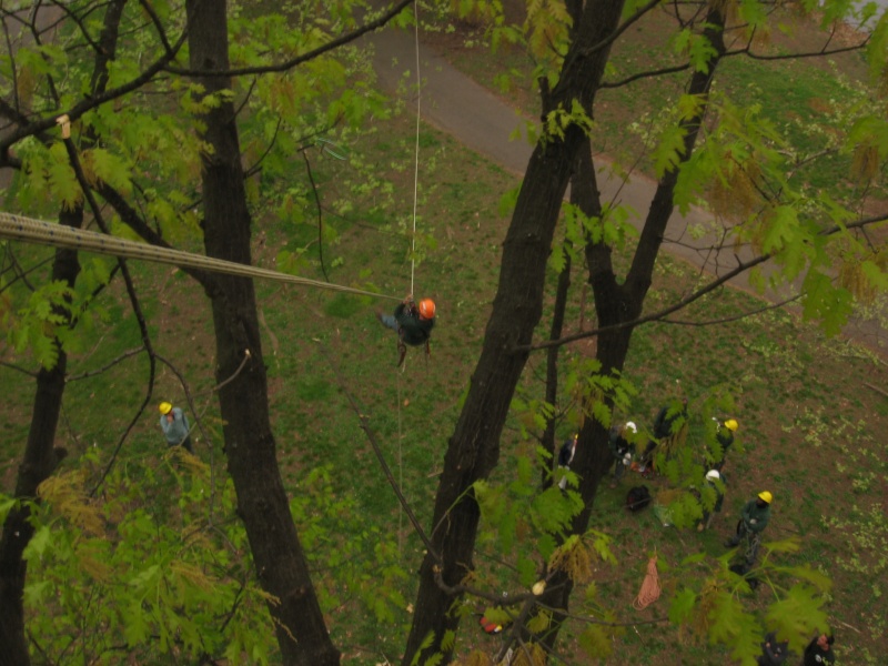 Climbing trees Ziplin10