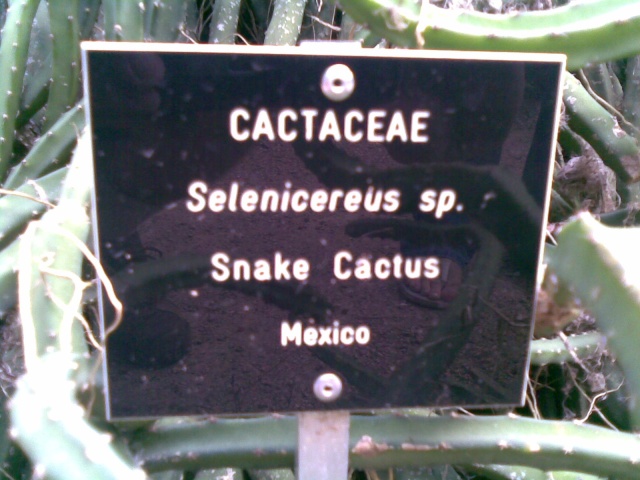 Selenicerus sp. Snake Cactus 30042011