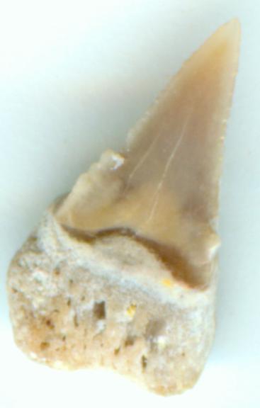 requin - dent symphysaire de Squalicorax Dentpo12