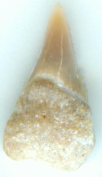 requin - dent symphysaire de Squalicorax Dentpo13