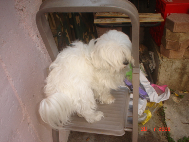 ....My...babby...white...princess...maltese....LANA.... A_zast10