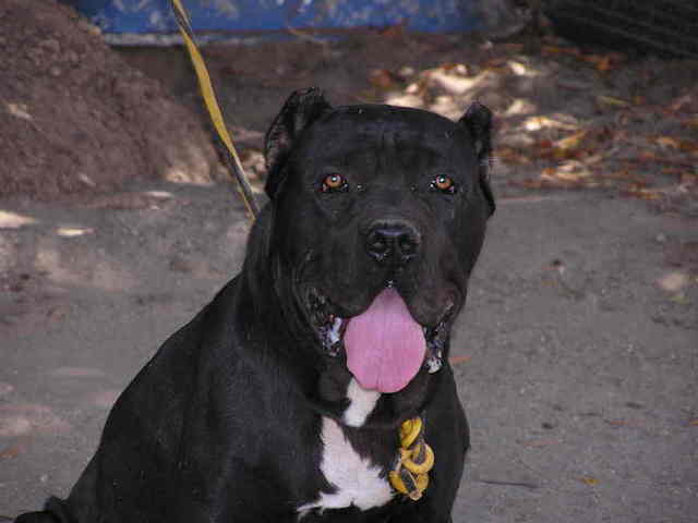Bandog