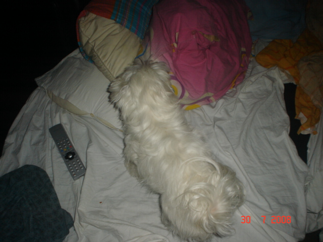 ....My...babby...white...princess...maltese....LANA.... E_sad_10