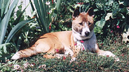 New Guinea Singing Dog (Pjevajui pas s Nove Gvineje) Sing_l11