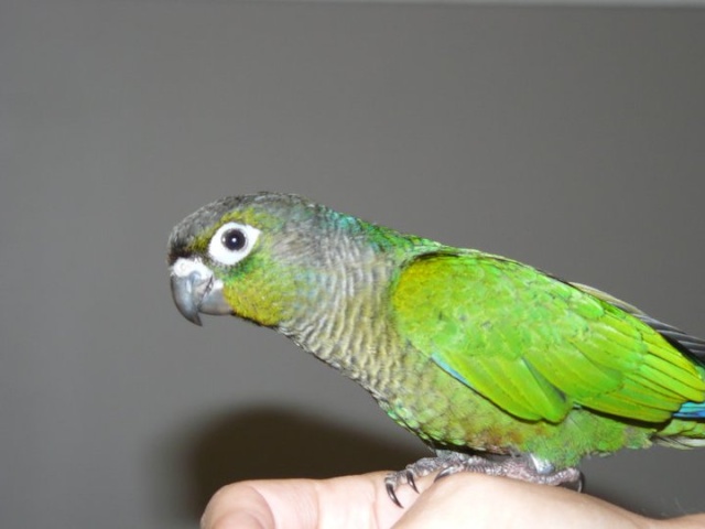 Mes Conure de molinae ( Pyrrhura ) 28518610