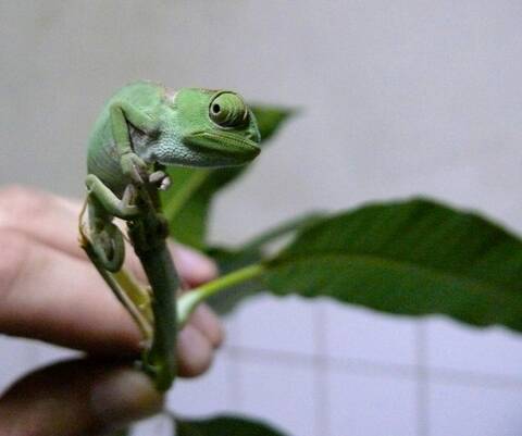 Le Bebe Cameleon Plus Le Bebe Cameleon Plus