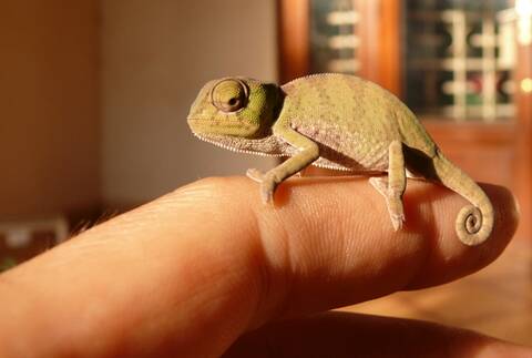 Le Bebe Cameleon Plus Le Bebe Cameleon Plus