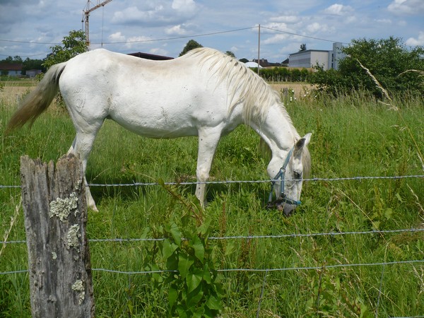 DONA - PRE née en 1987 - accueillie en septembre 2012 chez Pech-Petit Dona_019