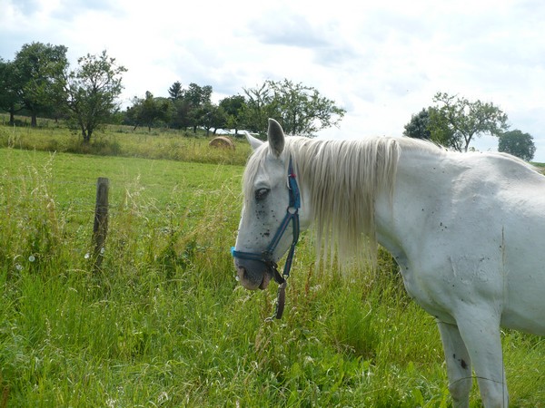 DONA - PRE née en 1987 - accueillie en septembre 2012 chez Pech-Petit Dona_026