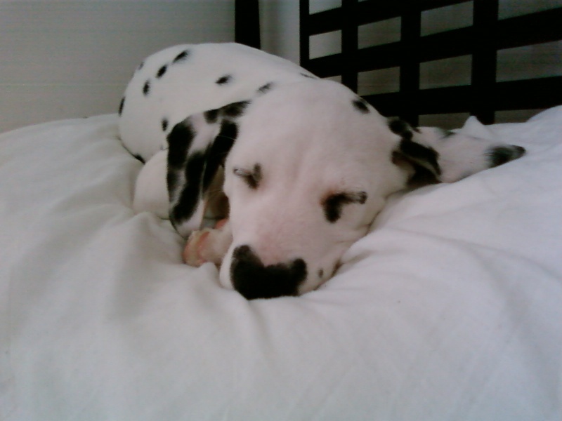 HARLEY THE DALMATIAN PUPPY AT 8, 9, 10 & 11 WEEKS OLD! Sp_a0010