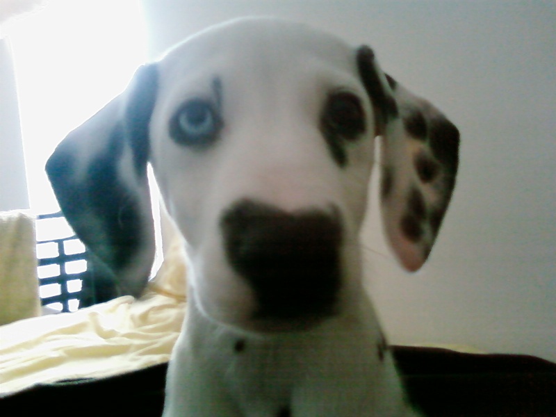 HARLEY THE DALMATIAN PUPPY AT 8, 9, 10 & 11 WEEKS OLD! Sp_a0011
