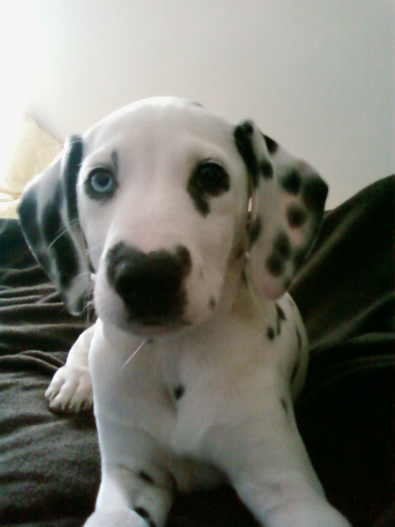HARLEY THE DALMATIAN PUPPY AT 8, 9, 10 & 11 WEEKS OLD! Sp_a0012