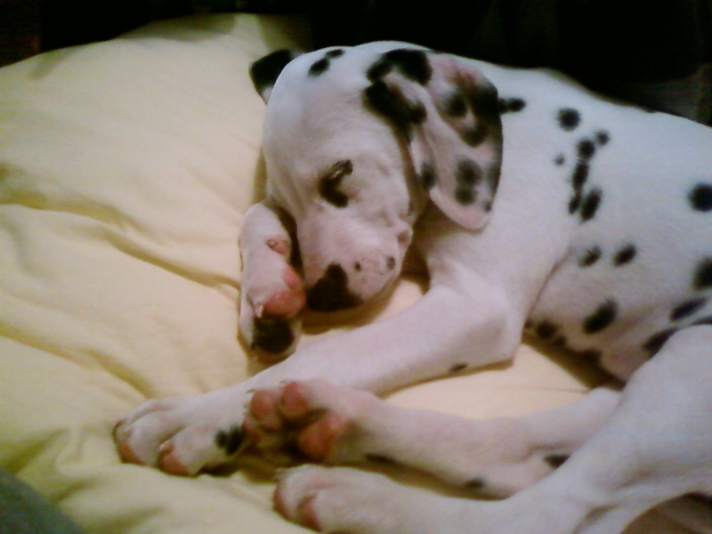 HARLEY THE DALMATIAN PUPPY AT 8, 9, 10 & 11 WEEKS OLD! Sp_a0110