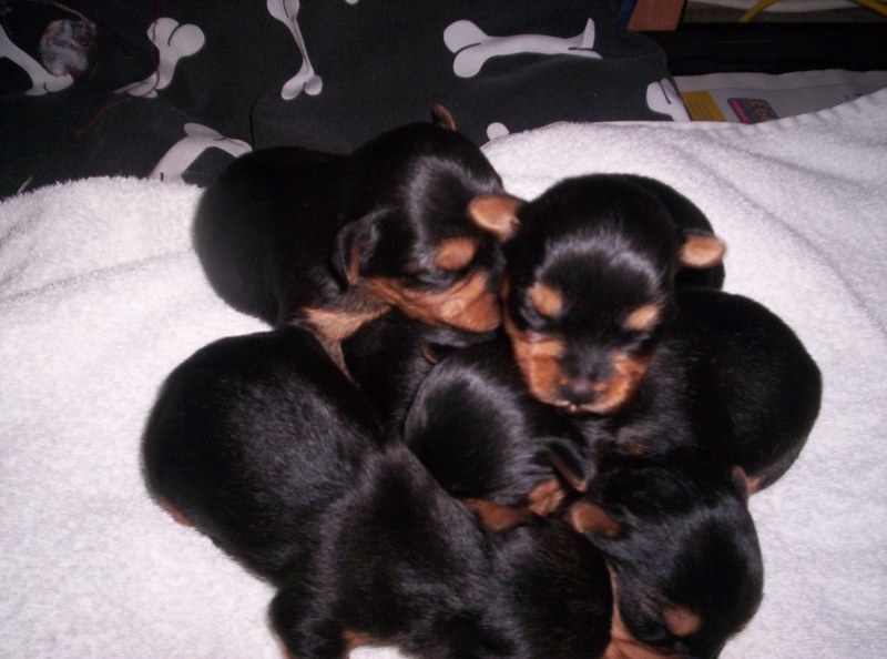 breeding puppies? 100_0211