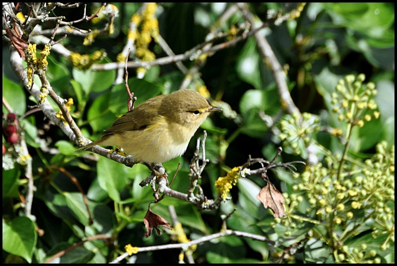 OIseau de ma fille Zoé Oiseau10