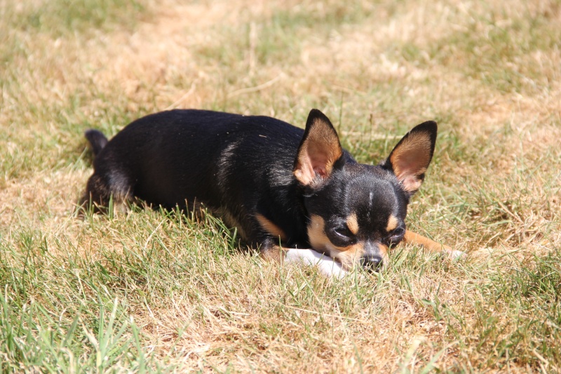 Mes chichis dans le jardin (Nouvelles photos) Img_0413