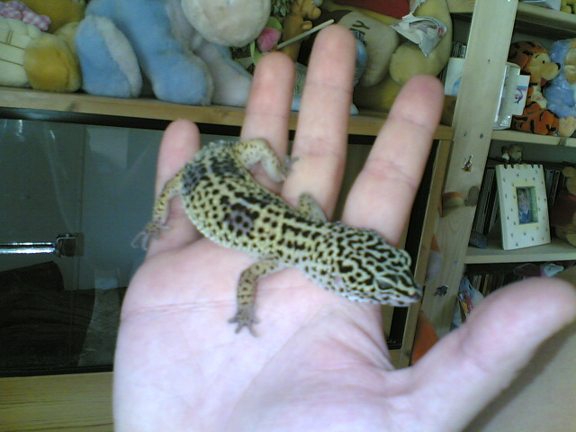 leopard geckos 4910