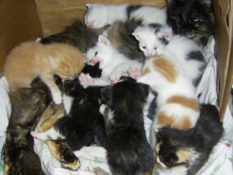 kittens 4911