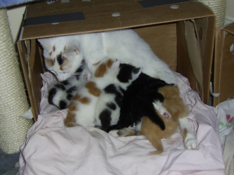 proud mums and kittens 5210