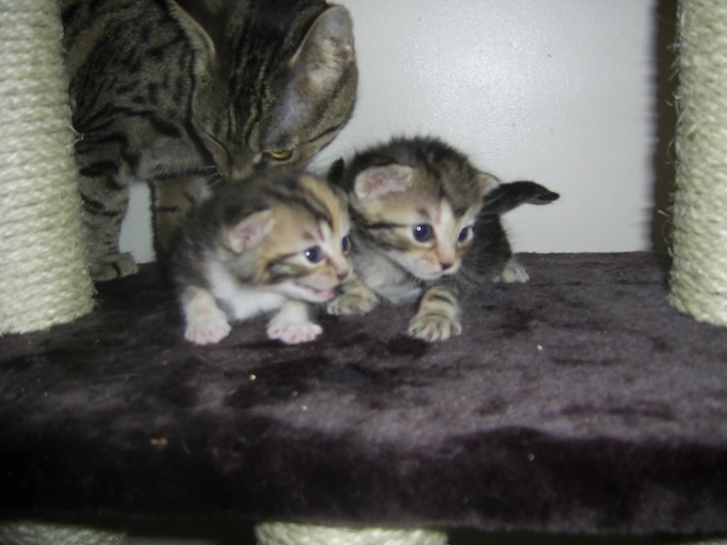 maria, barcardi's and malibus kittens Chrisn15