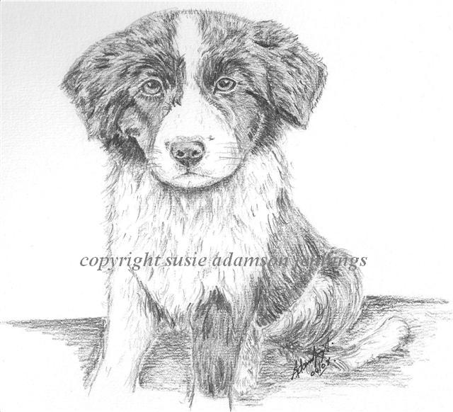 Pet Portraits Jj_sma10