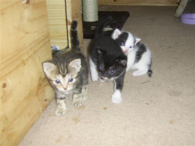 maria, barcardi's and malibus kittens Kittie10