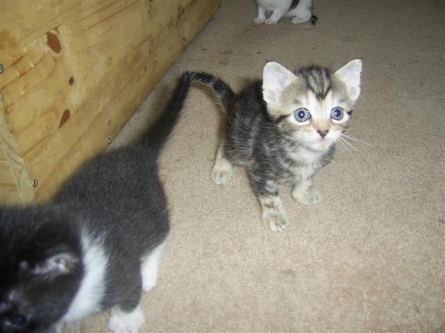 maria, barcardi's and malibus kittens Kittie11