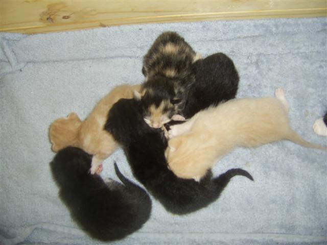 maria, barcardi's and malibus kittens Kittie13