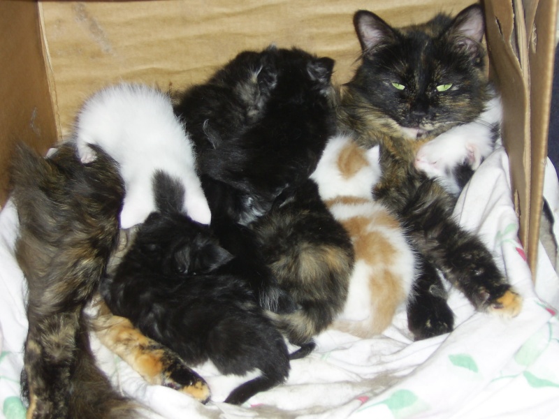 proud mums and kittens New1_010