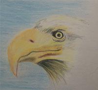 A few drawings... - Page 28 Eagle210