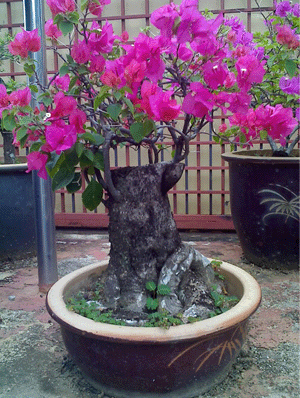 TANGAN SEJUK??? ~~~Moh citer pasal pokok bunga ~~~ Bonsai10