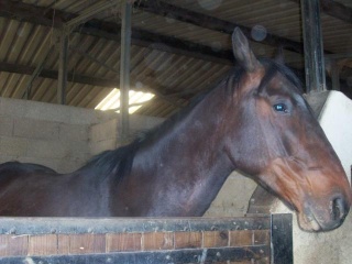 Les chevaux opair Quito-11