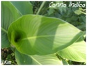 Canna indica ( Fiche ) Canna_15