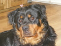 This is Titch hes 18mnts old hes a long haired rottie My_tat20